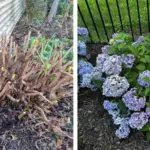 Have You Seen This Bug in Your Garden? Act Fast Before It Takes Over!