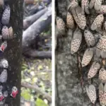 Prune Hydrangeas Before March (But Only These Types) – Or You’ll Cut Off Blooms