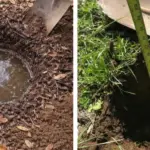 7 Shrubs You Can Prune in February Without Losing Blooms